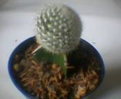 kaktus-1.jpg
